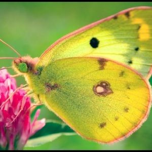 Meet your Posher, Jocelyn